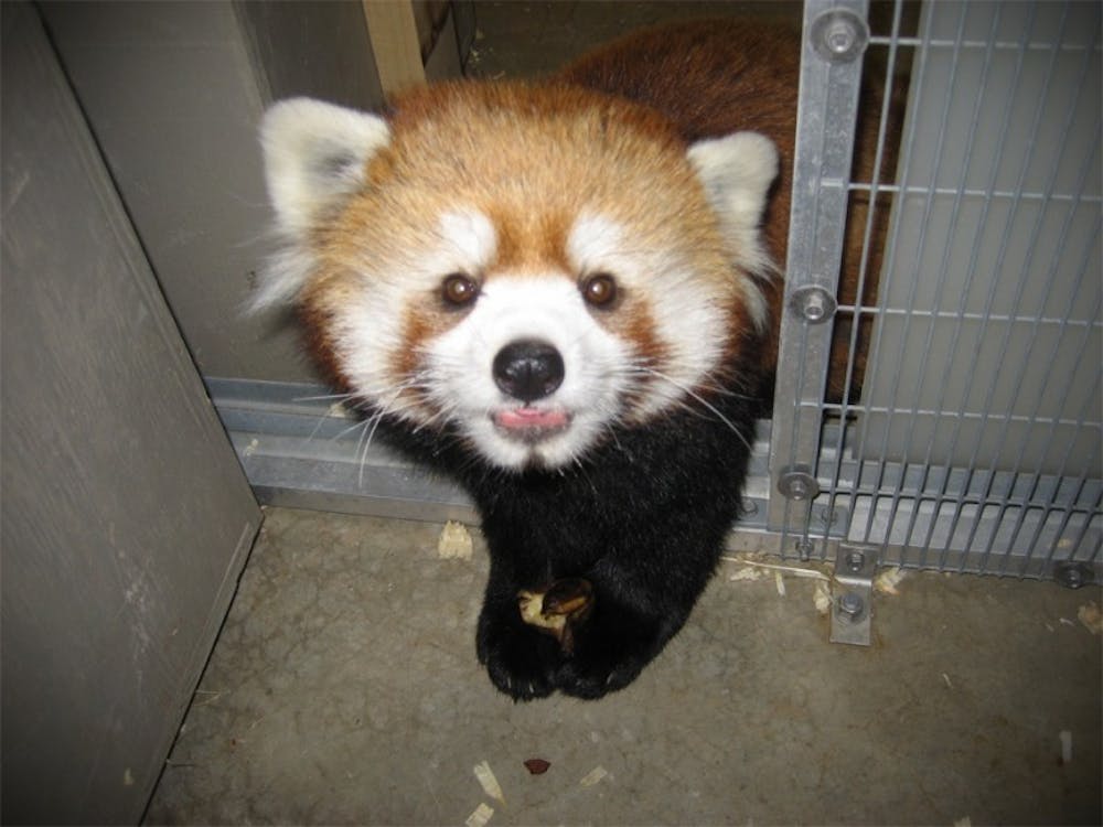 Red panda finds new home at Dane County Henry Vilas Zoo