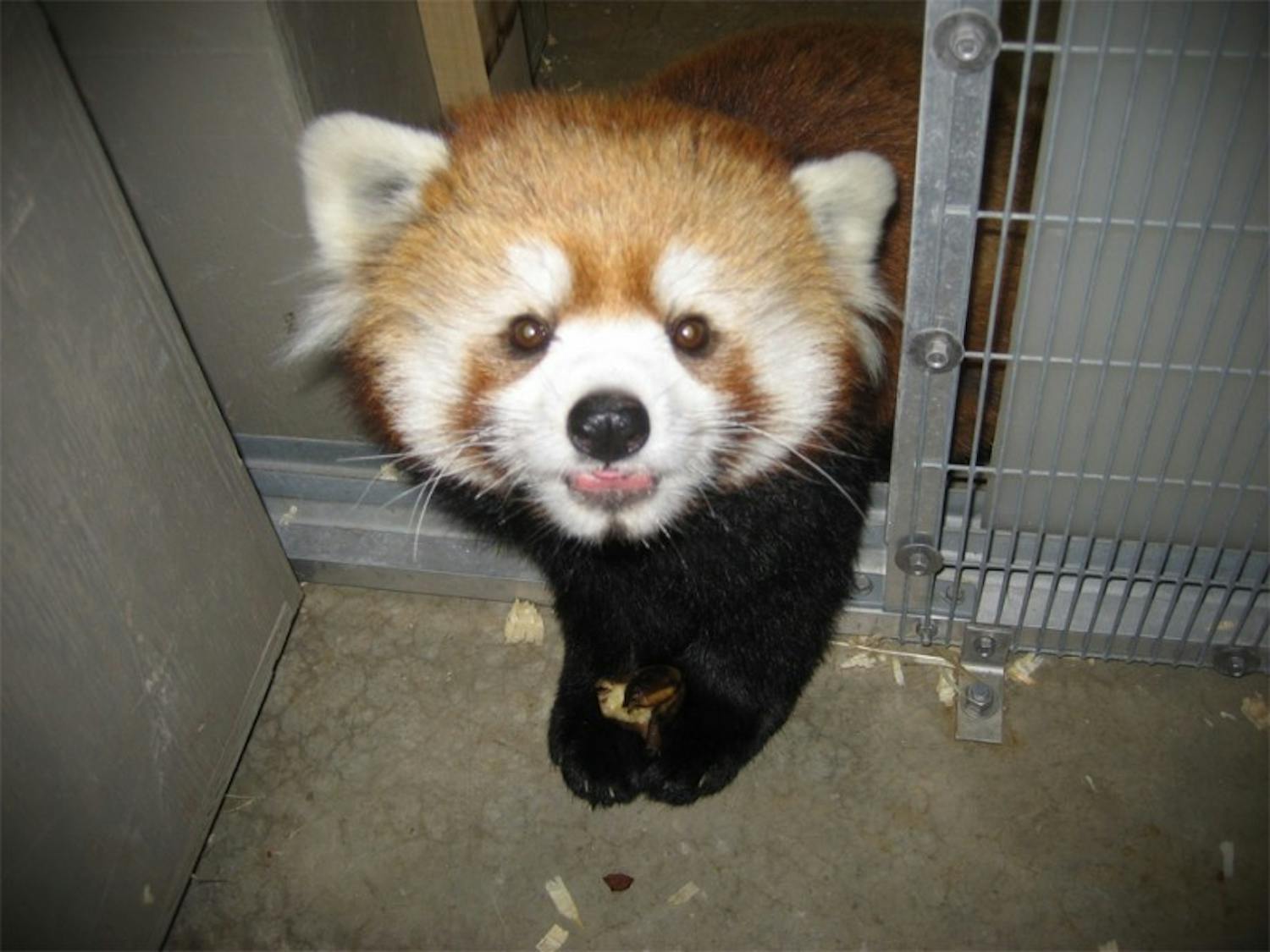 Red panda finds new home at Dane County Henry Vilas Zoo