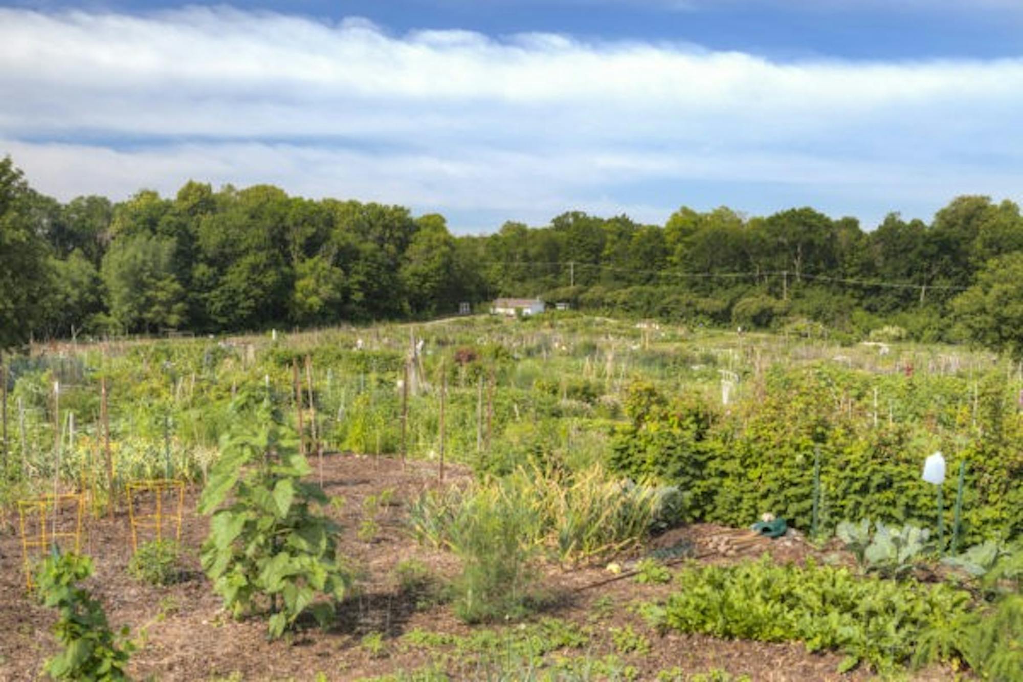 F.H. King Students for Sustainable Agriculture operates a 1.75 acre garden plot at Eagle Heights, and distributes vegetables for free on campus. The Student Service Finance Committee granted the organization funding in the next biennium.