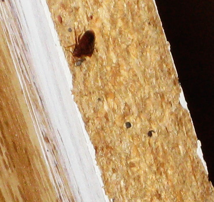 Tenants lack protections for pest-control problems