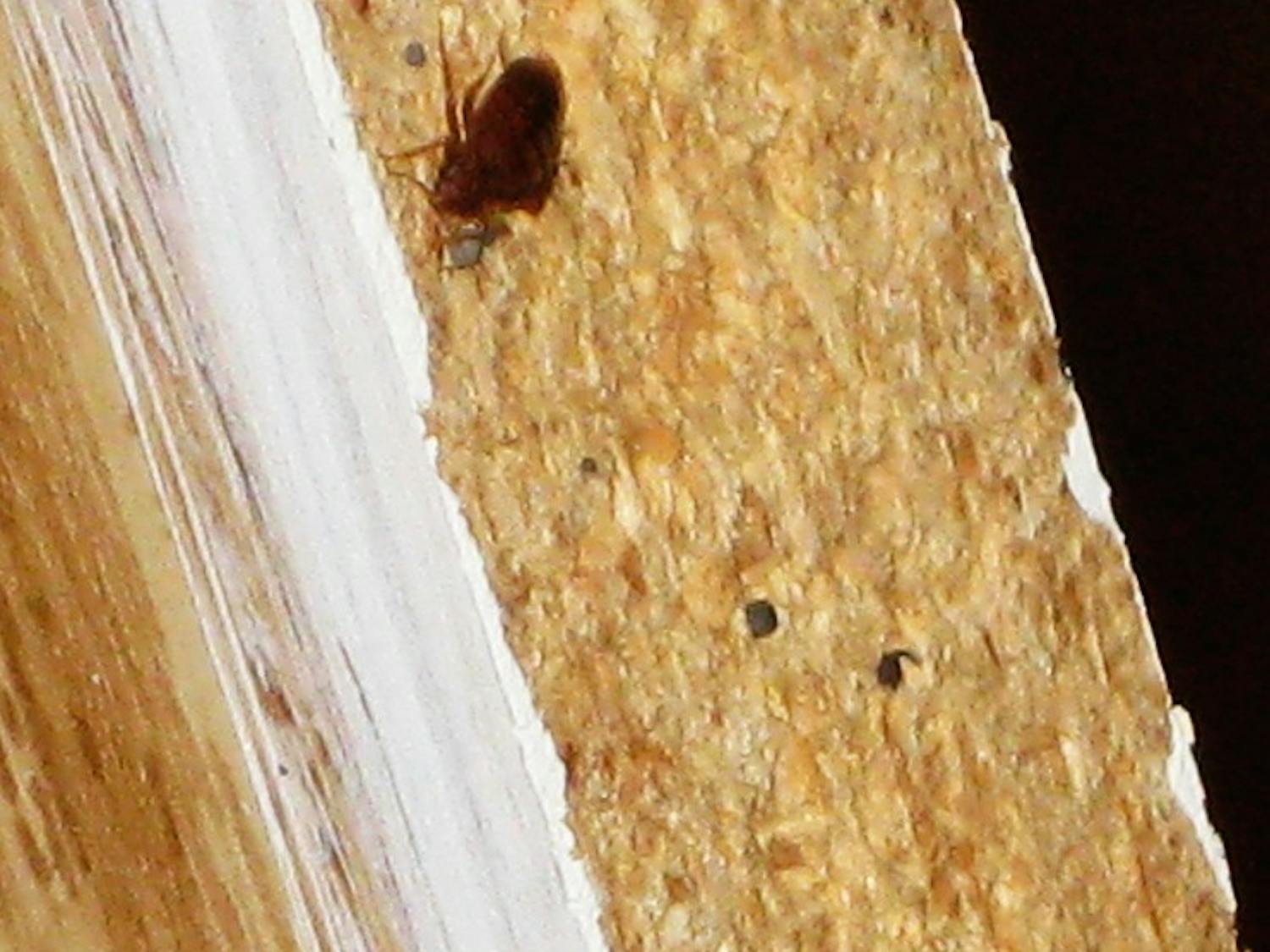 Tenants lack protections for pest-control problems