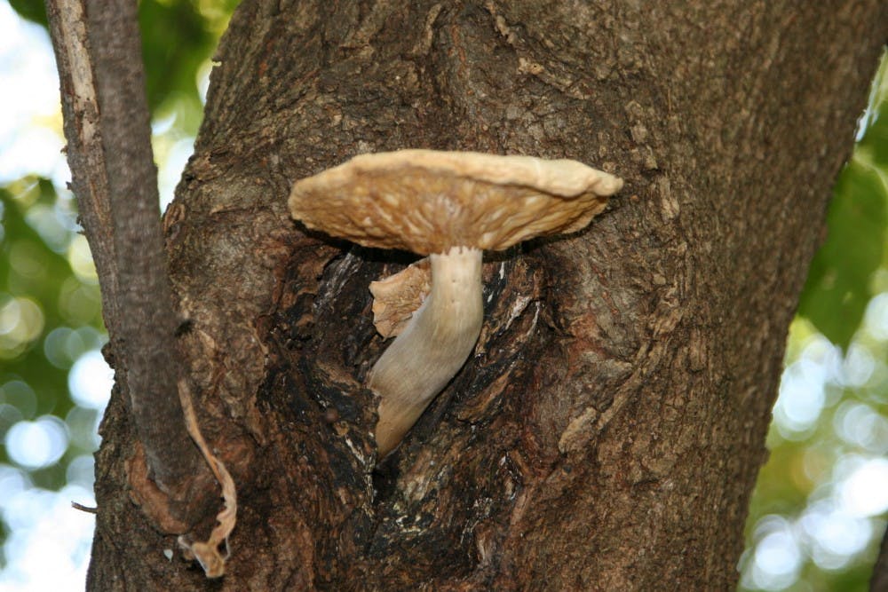 Fungus 2