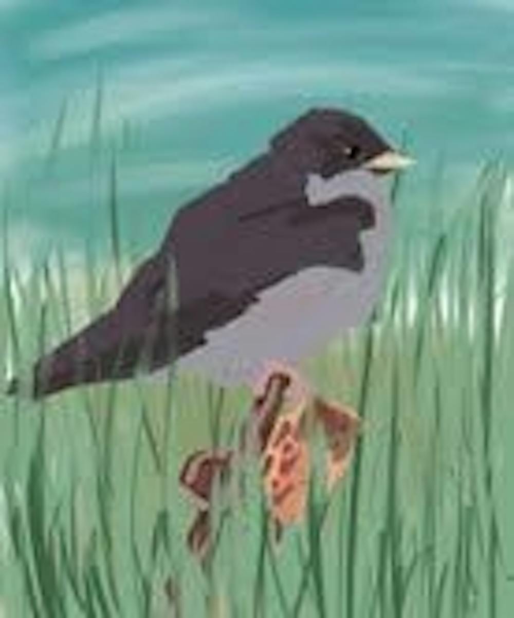 Grassland swallow