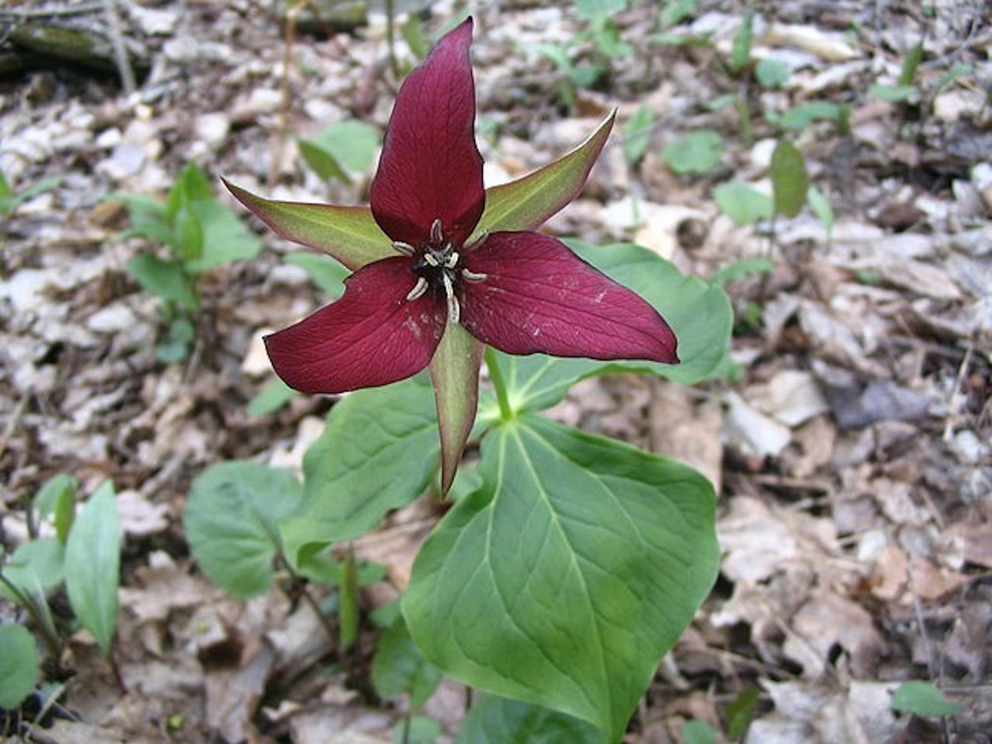 640px-PurpleTrillium_-_Trillium_erectum.jpg