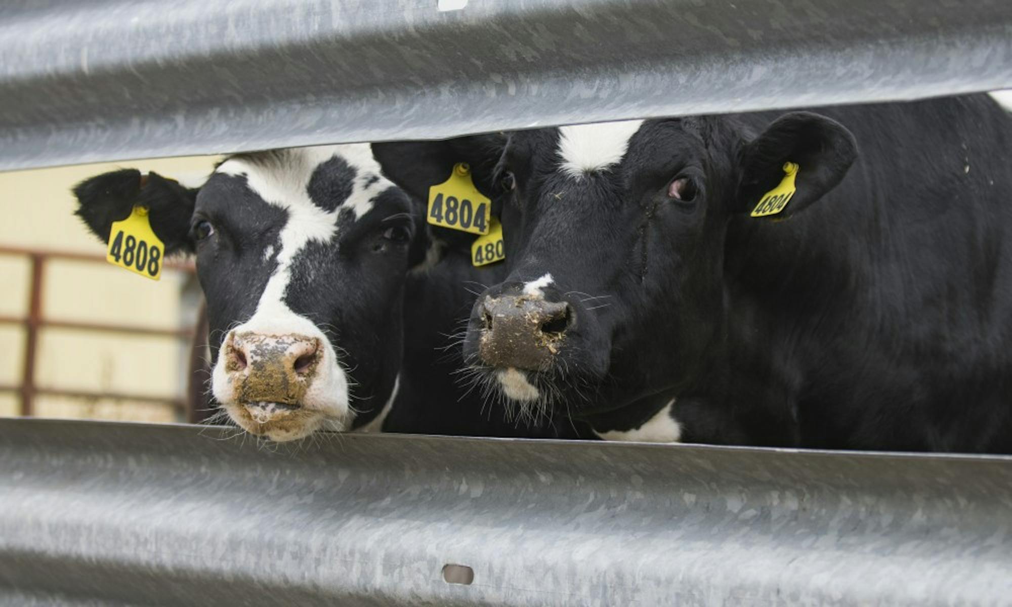 Milked twice daily by a milking machine &mdash; which is operated by student workers &mdash; the cows produce anywhere from 3,000 to 7,000 pounds of milk per day.