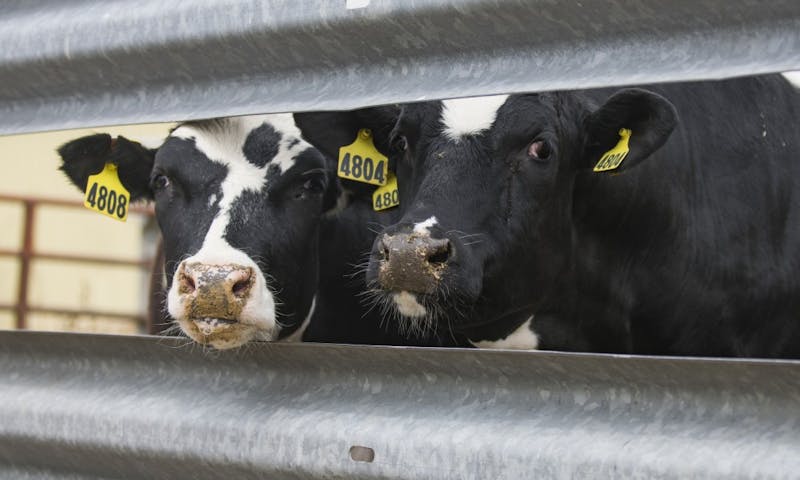 Milked twice daily by a milking machine — which is operated by student workers — the cows produce anywhere from 3,000 to 7,000 pounds of milk per day.
