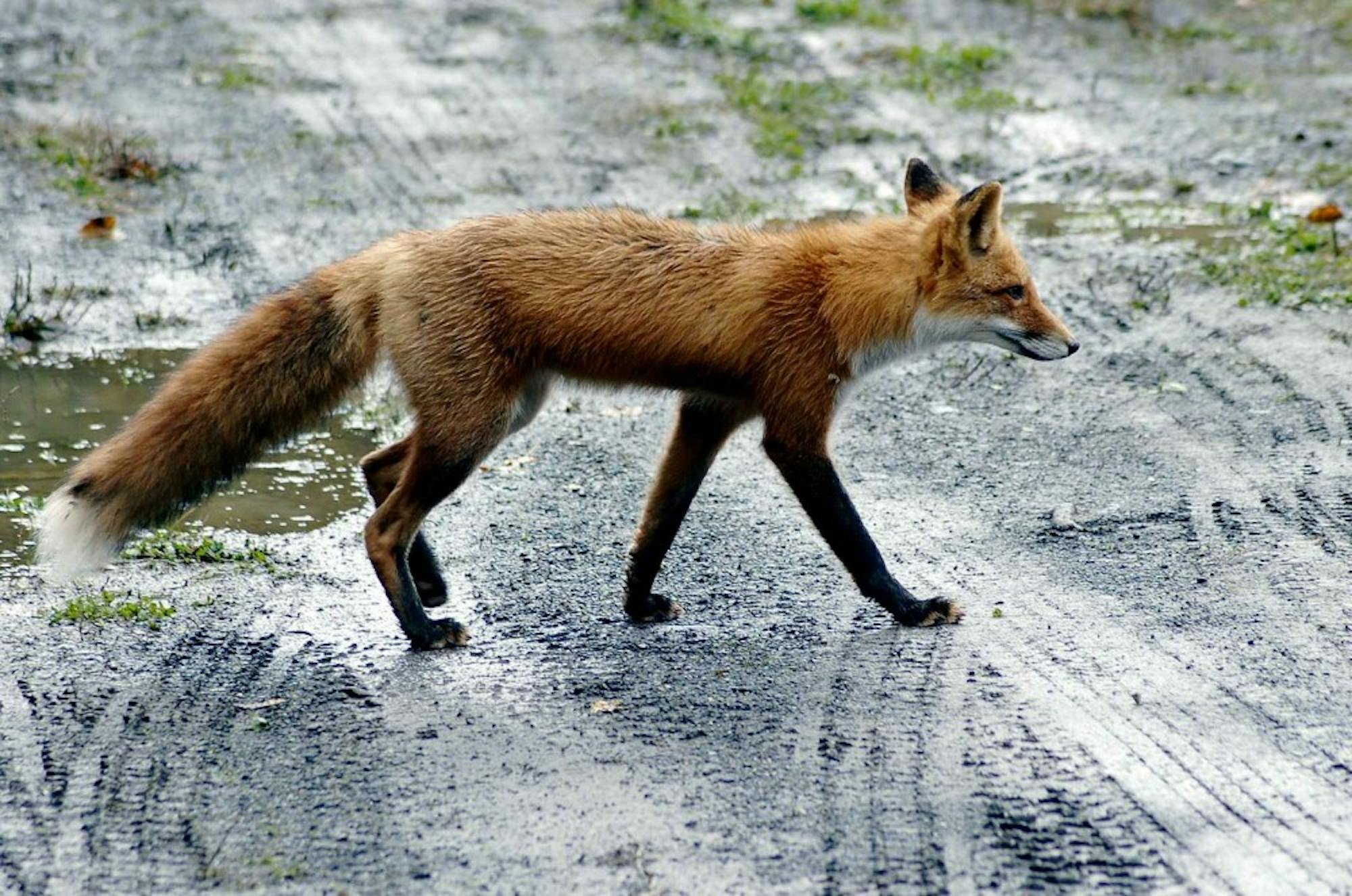 Drake is a wildlife extension specialist at UW-Madison, and he has spent the last five years studying how coyote and&nbsp;red fox populations&nbsp;interact with each other, as well as humans and urban landscapes.