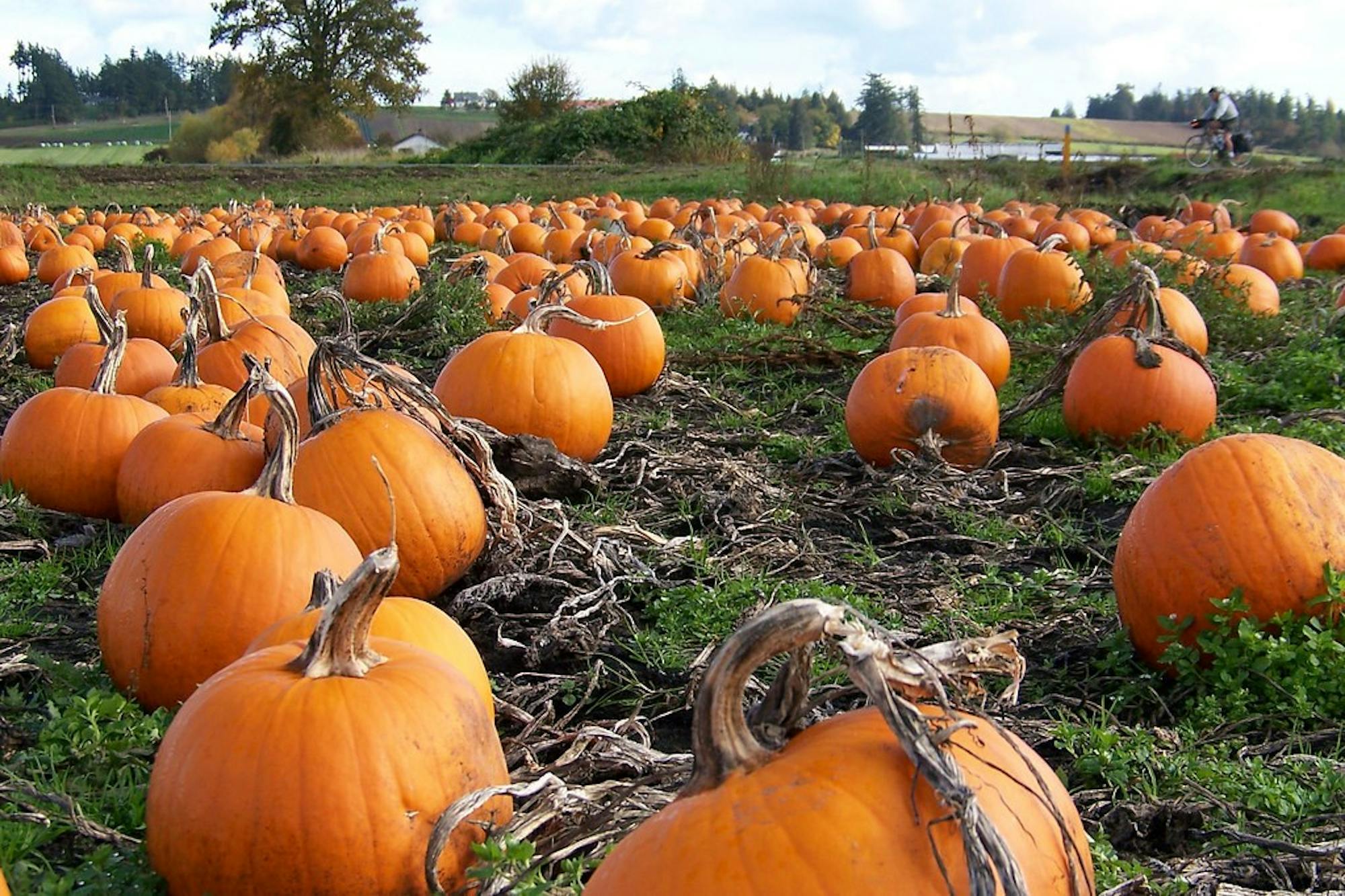 PumpkinPatch.jpg