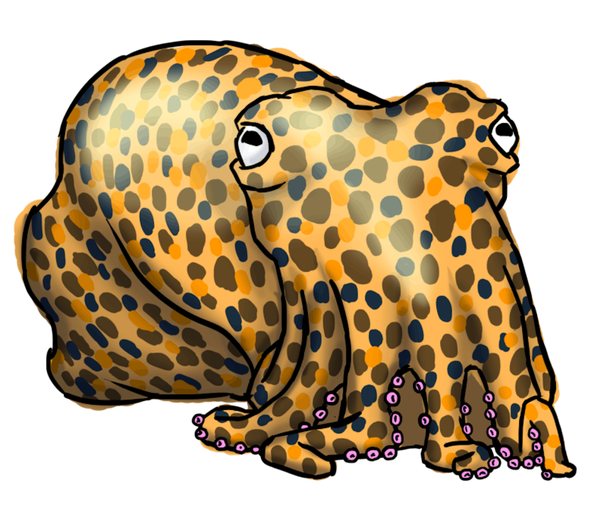 Bobtail Squid