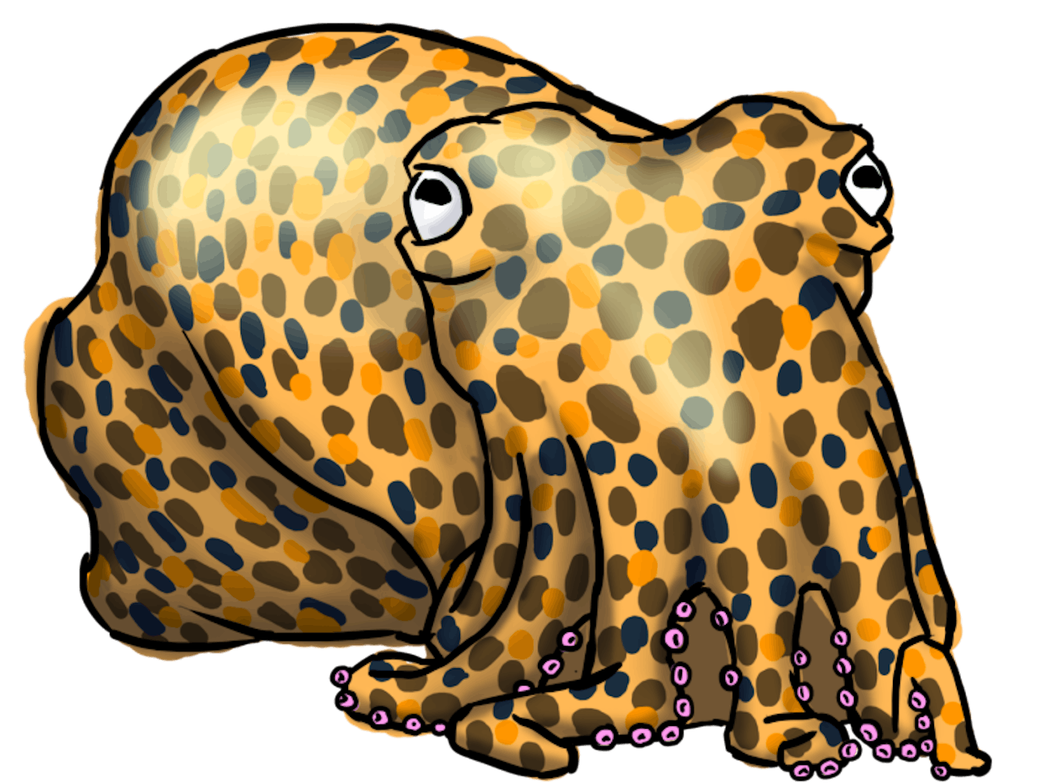 Bobtail Squid