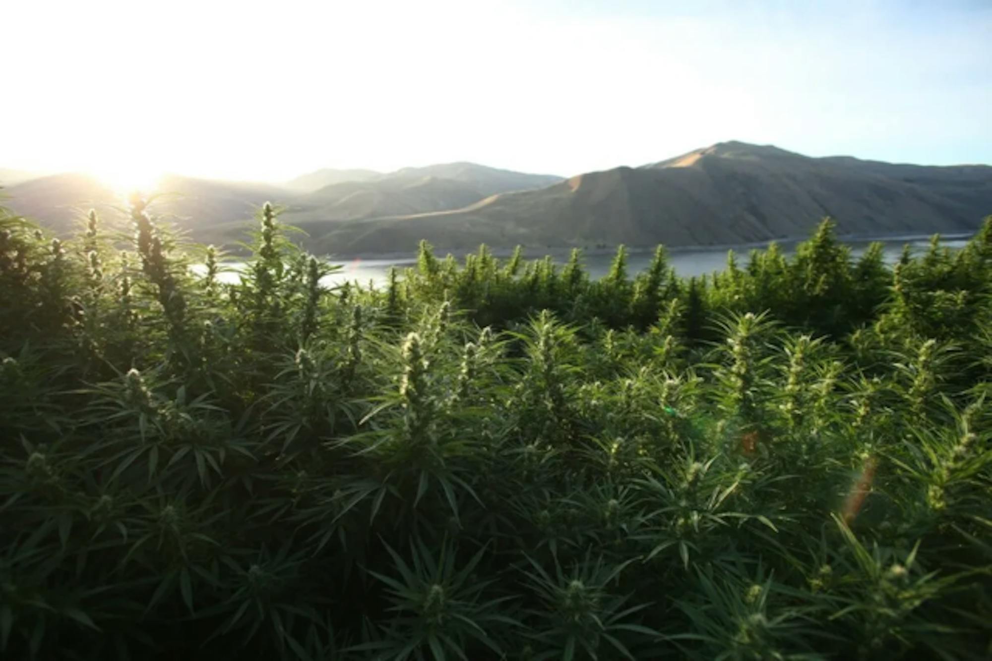 Spectrum-hemp-farm-huntington-oregon-0040.png