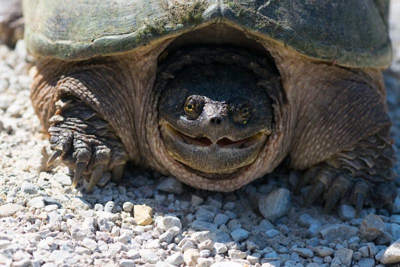 Suicidal snapping turtle annoyed with drivers removing them from road - Daily Cardinal