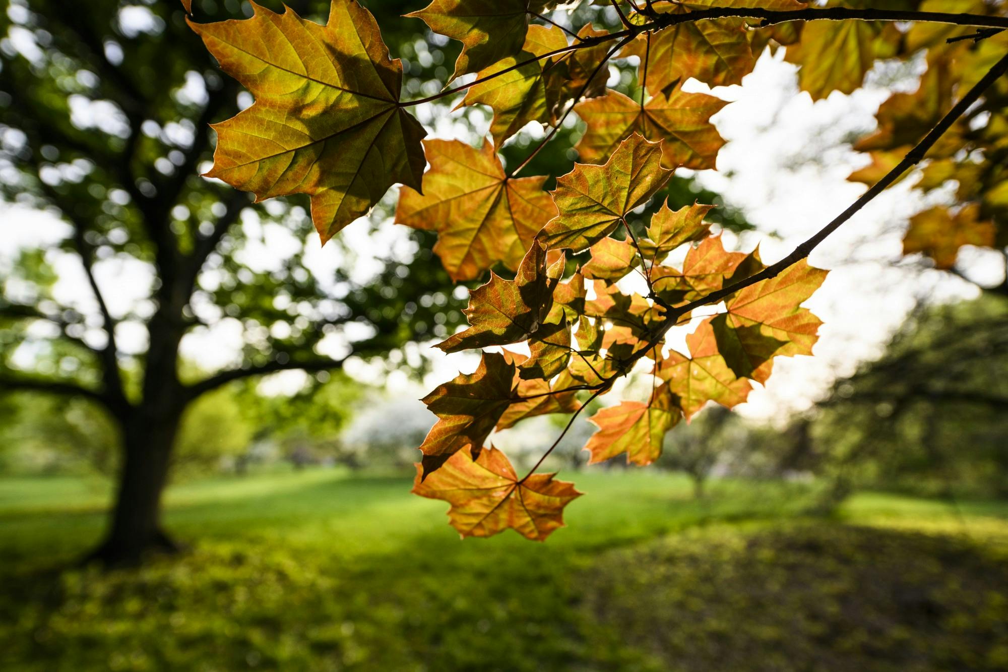 Arb_leaves_changing