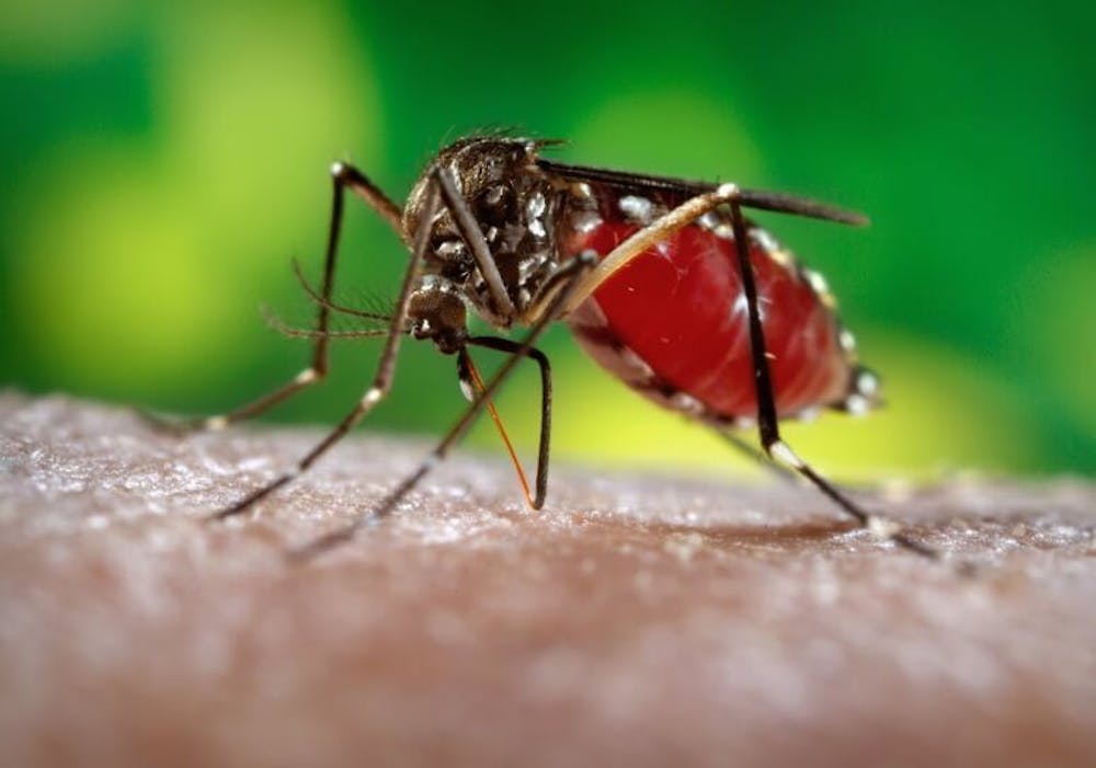 Mosquitoes usually transmit the Zika virus, which has quickly spread worldwide.
