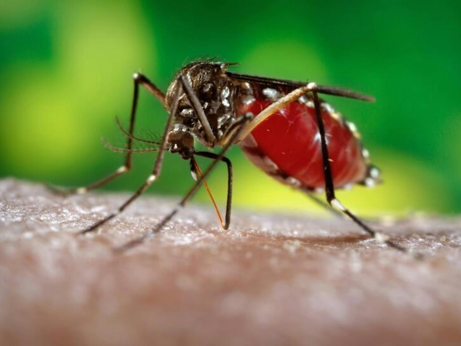 Mosquitoes usually transmit the Zika virus, which has quickly spread worldwide.