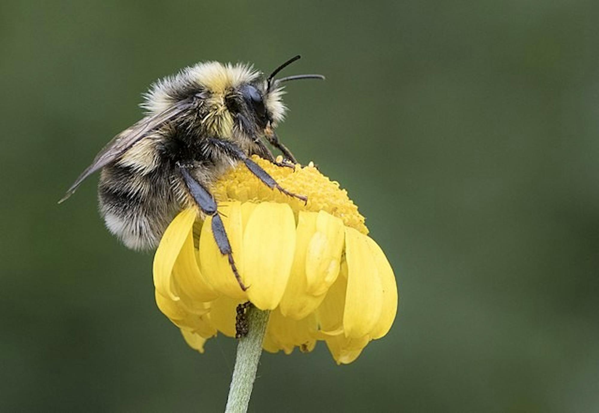 640px-BumblebeeGiresun_02.jpg