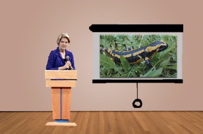 Elizabeth Warren tries to appeal to voters by presenting her salamander knowledge. "This is a Fire Salamander," she says.