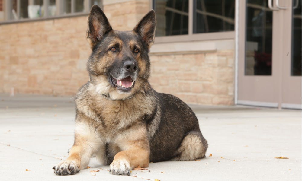 Odin worked as an explosive-detection and tracking K9 for UWPD since June 2010.