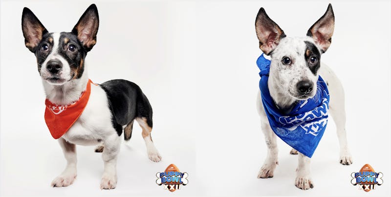 Meet the Wisconsin rescue puppies competing in the Puppy Bowl
