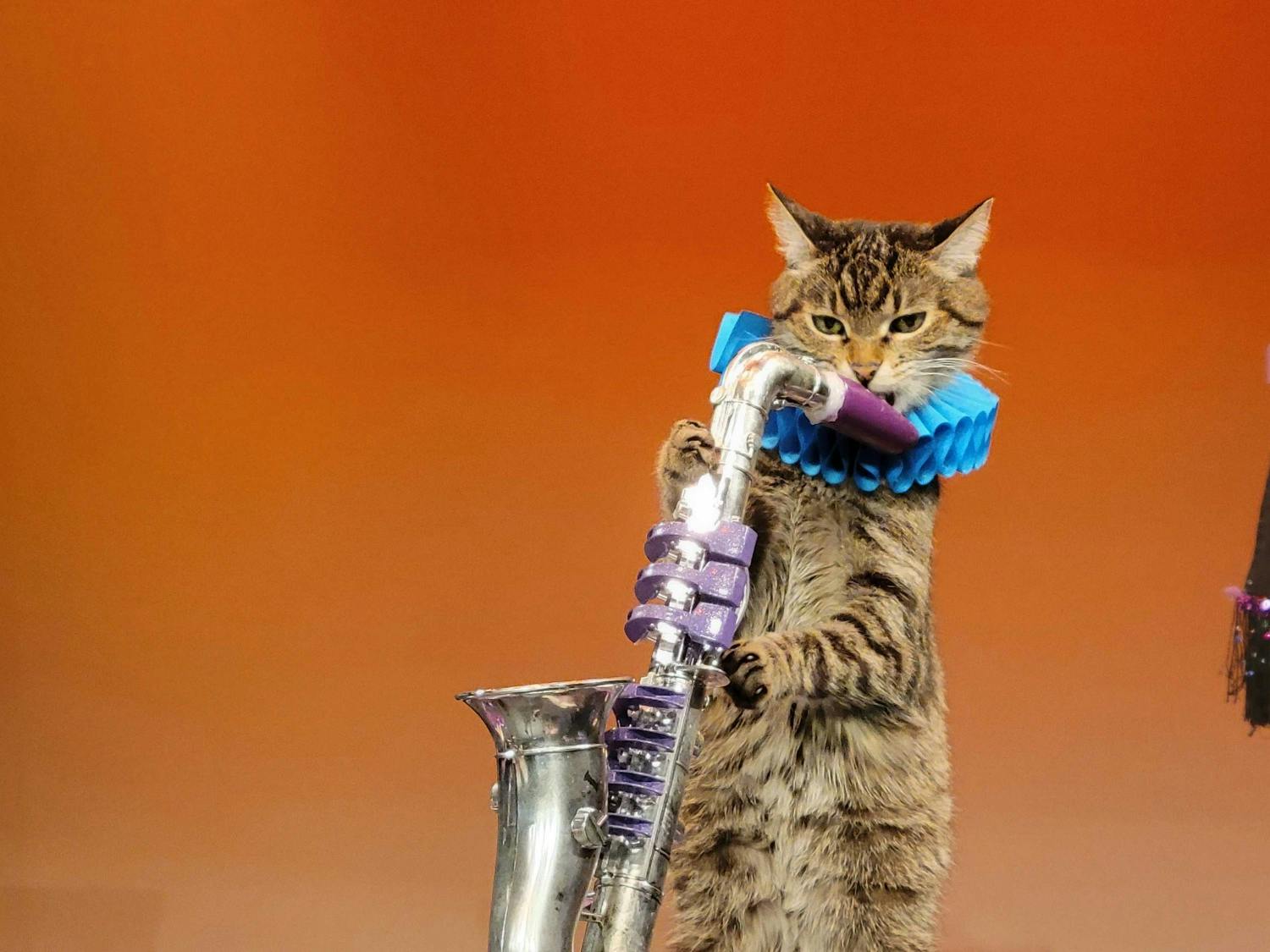 cat-on-the-sax.jpg
