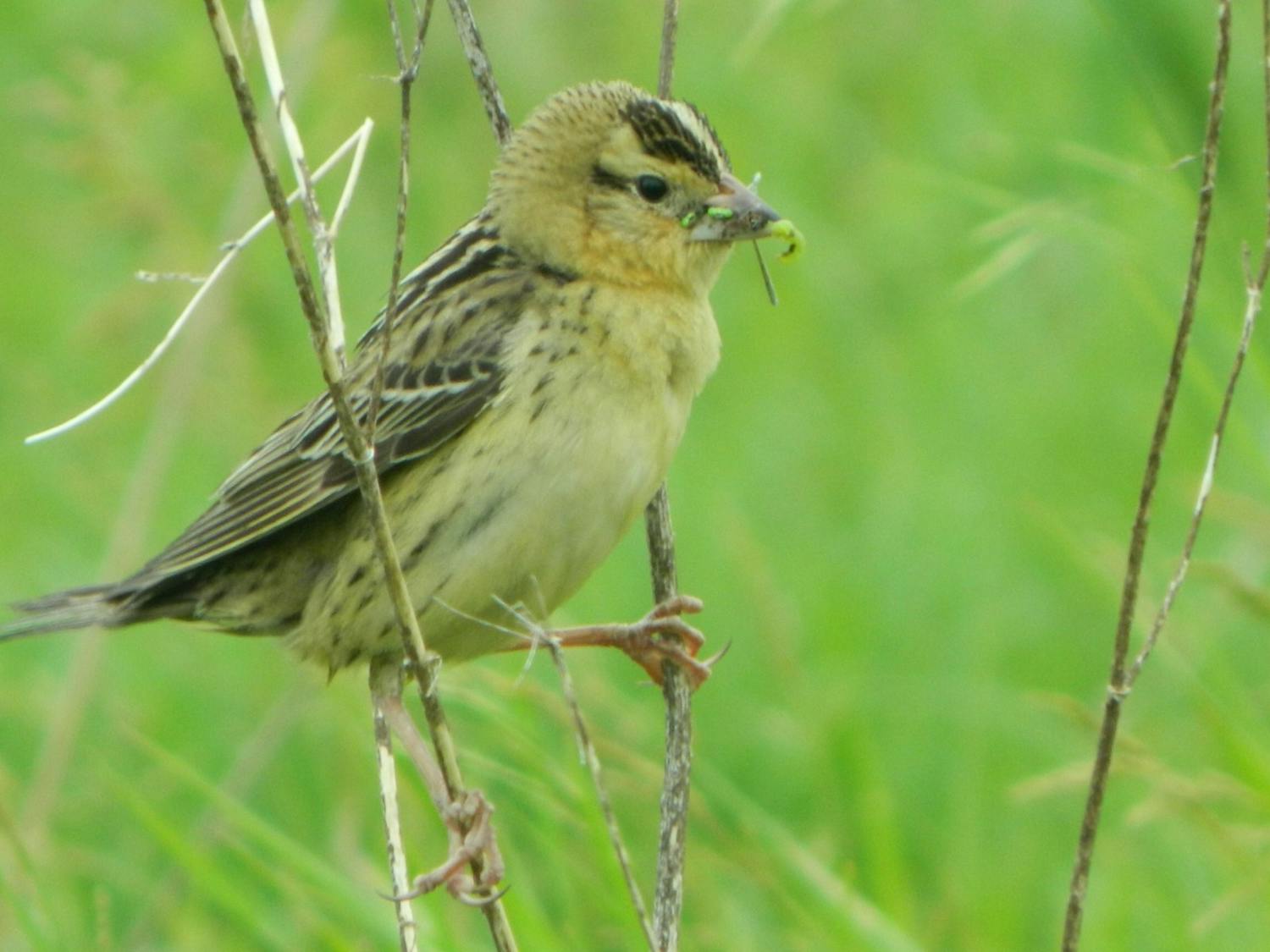 Photo of a Bobolink female bird with food in its mouth.