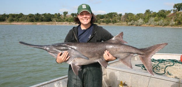 Paddlefish