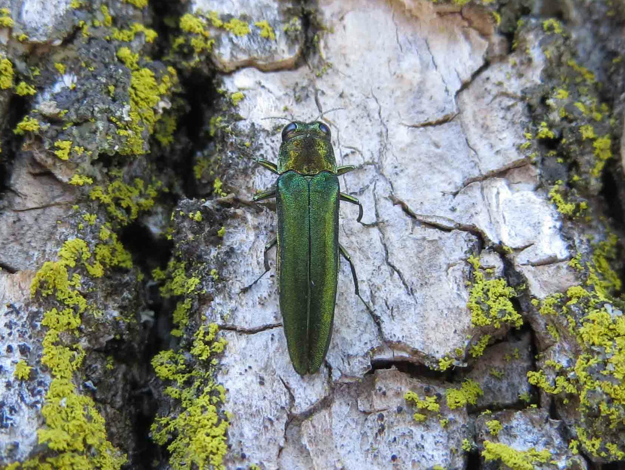 Adult_Emerald_Ash_Borer_December_2024.png