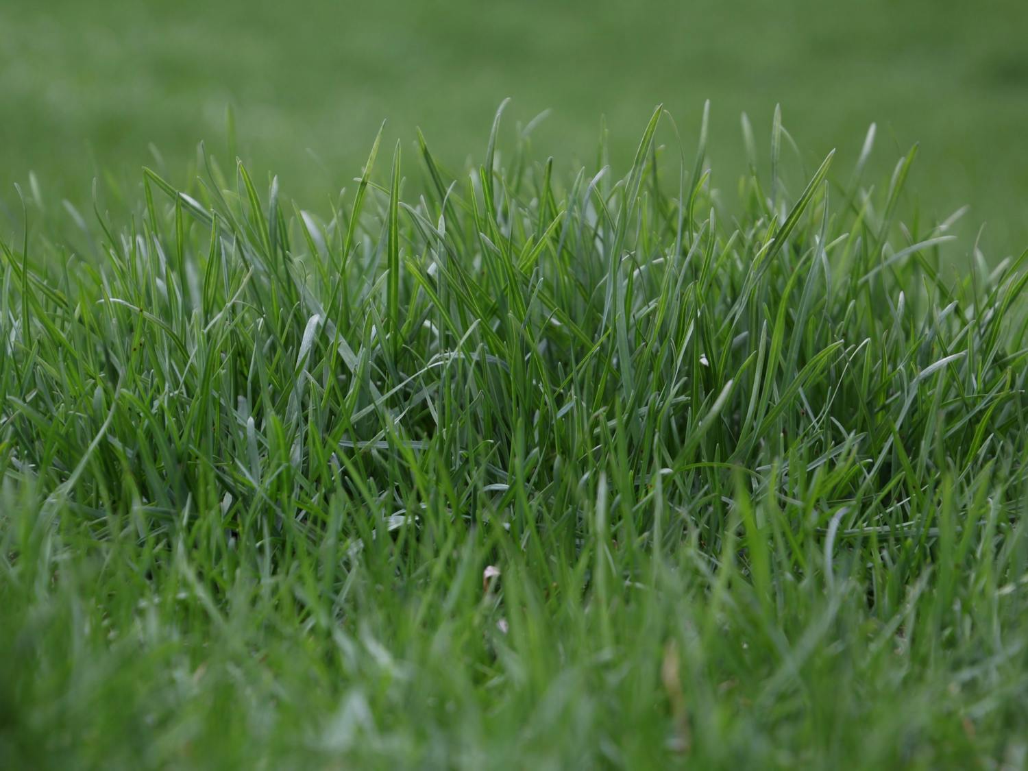 Drake White-Bergey Grass.JPG