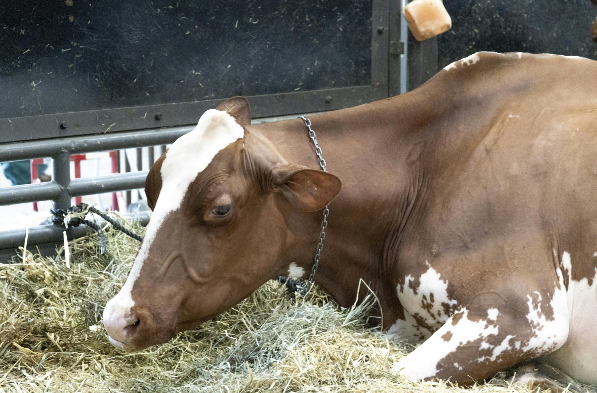 25-10-2_Mintz_WorldDairyExpo-02.jpg