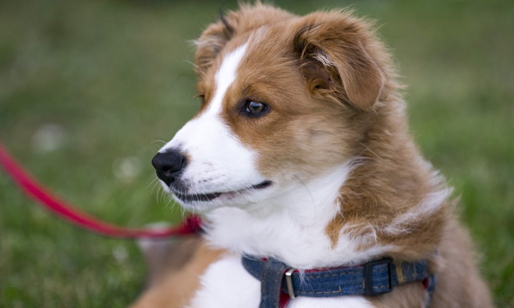 Wisconsin’s pets can now legally be treated for injuries by emergency personnel in rescue situations thanks to a new bill signed into law by Gov. Scott Walker.