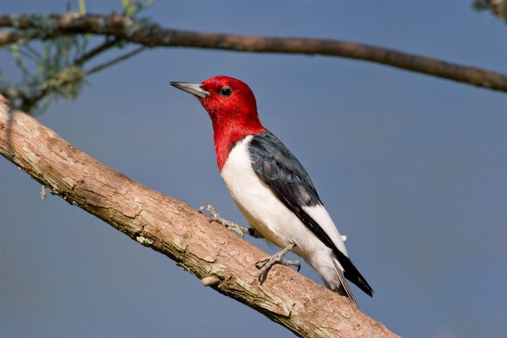 Red-headed Woodpecker.jpg