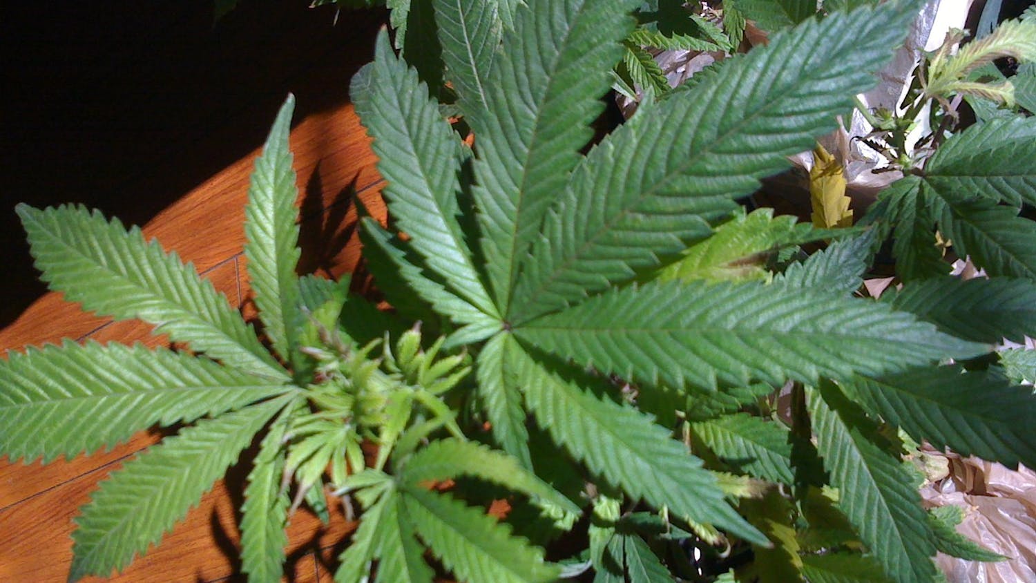Marijuanaplant.jpg