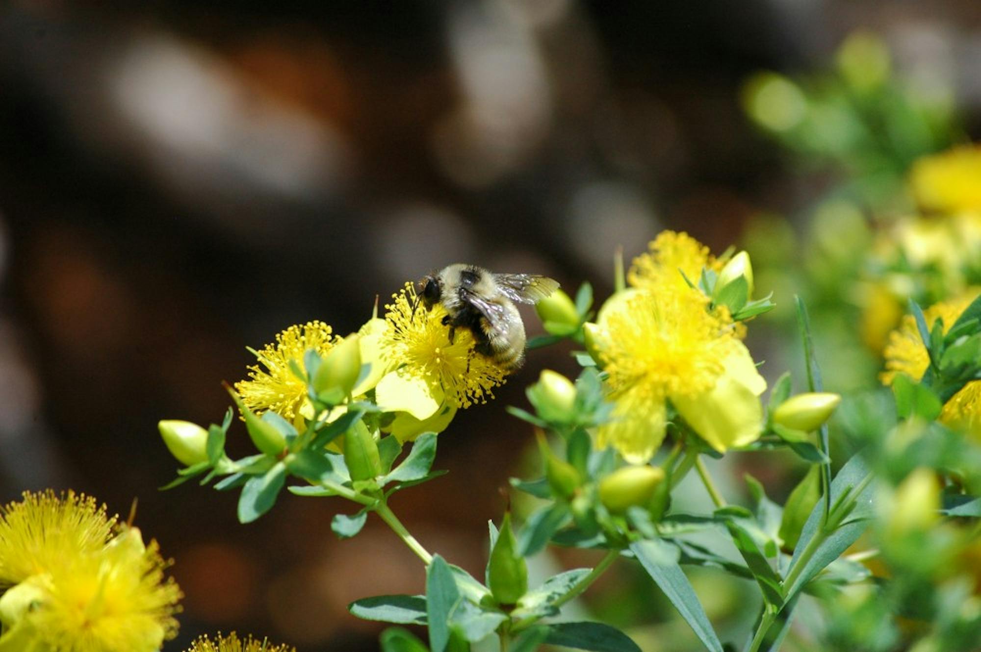 The yellow bumblebee, seen here gathering nectar on St. John's Wort, is one of 12 bumblebee species found in the UW-Madison Arboretum.&nbsp;