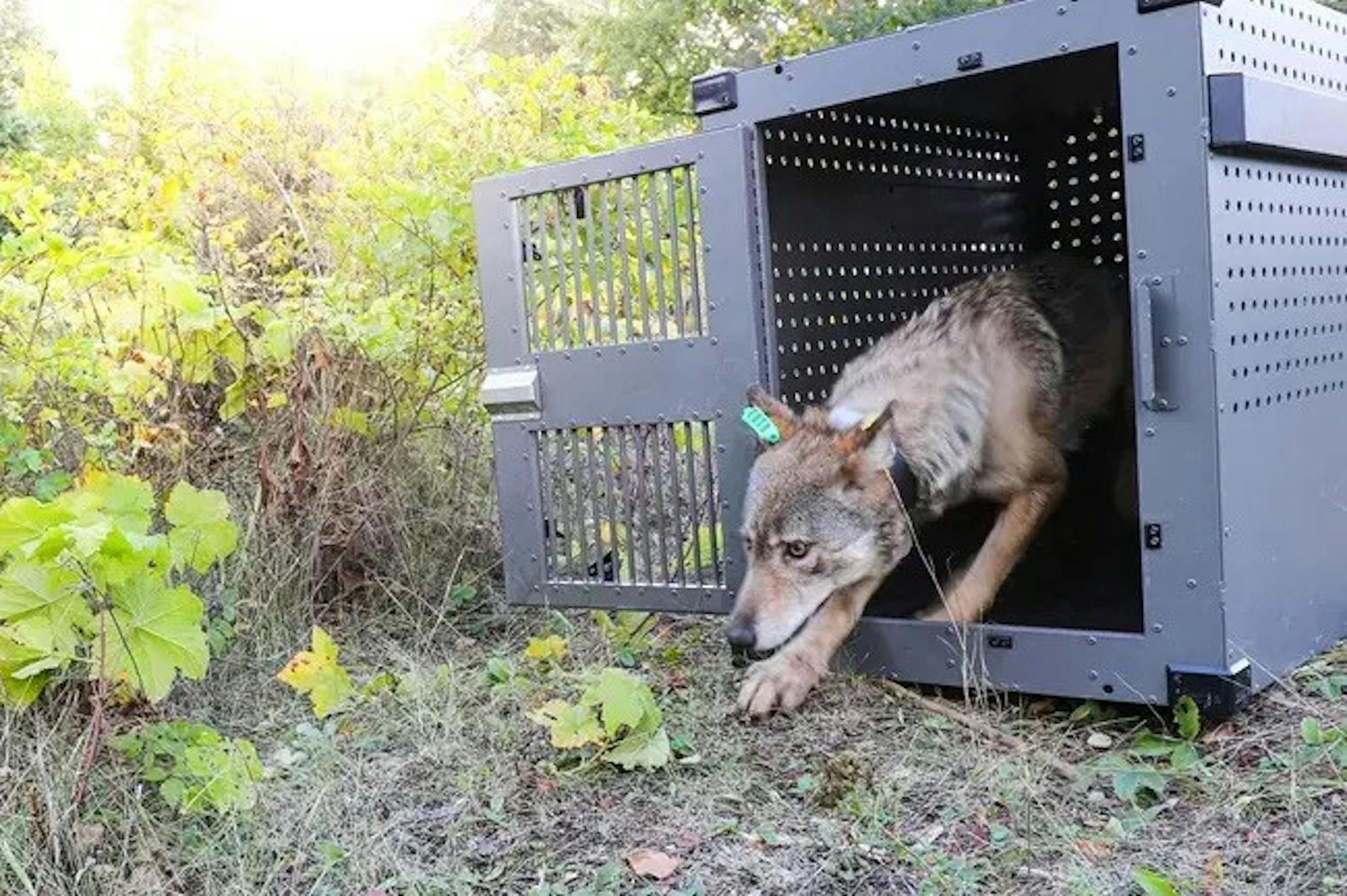 ISRO_JacobWFrank_NPS_First_Wolf_Relocation_Release_Running_Out_Resized.jpeg