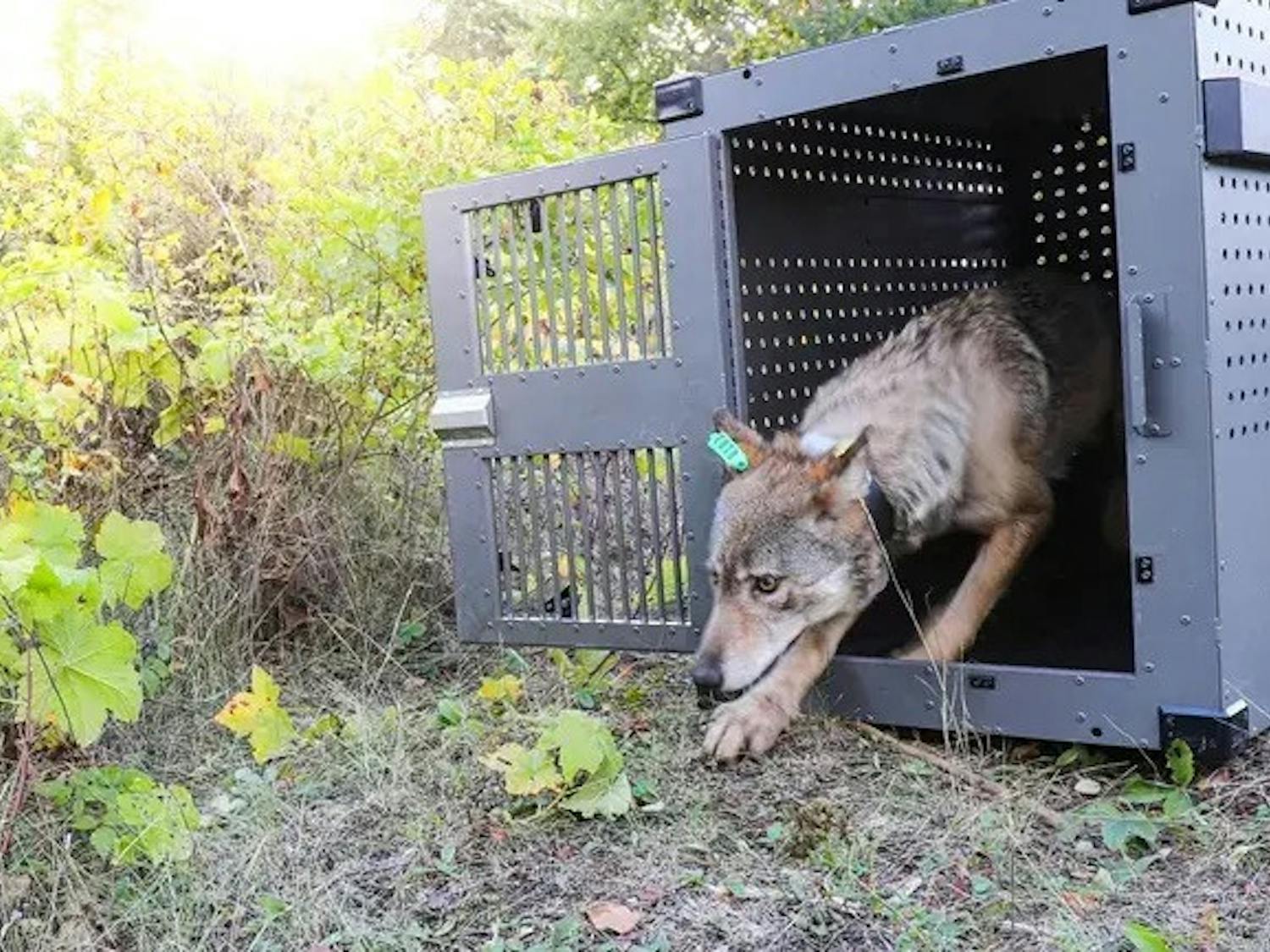ISRO_JacobWFrank_NPS_First_Wolf_Relocation_Release_Running_Out_Resized.jpeg