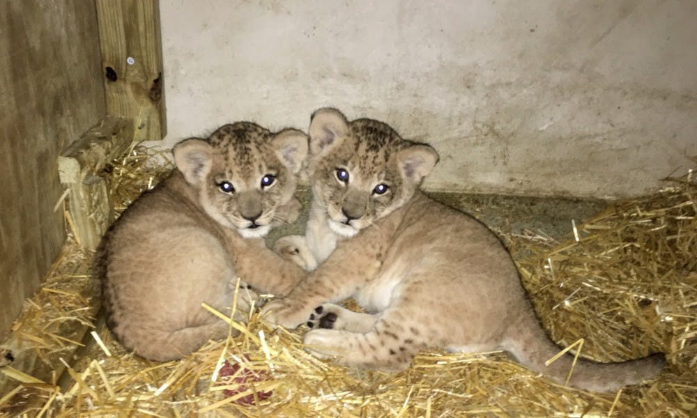 Two African lion cubs, who haven’t yet been named, will be on display at Henry Vilas Zoo as early as May.