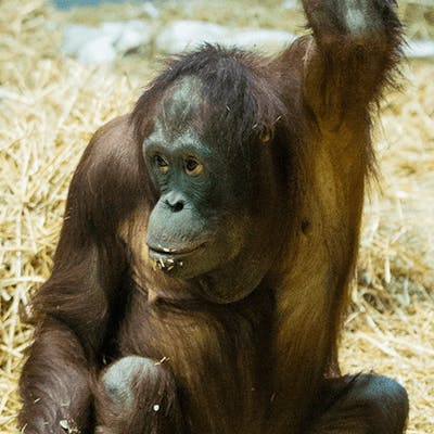 Vilas Zoo_Orangutan.png