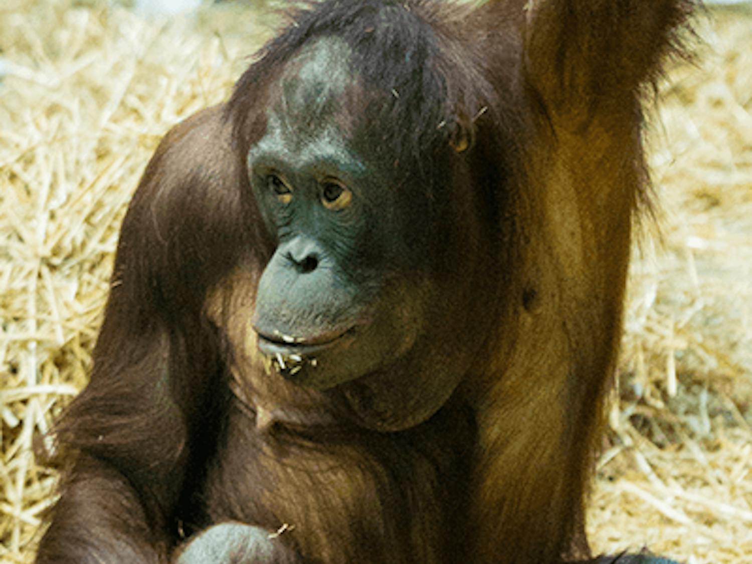 Vilas Zoo_Orangutan.png