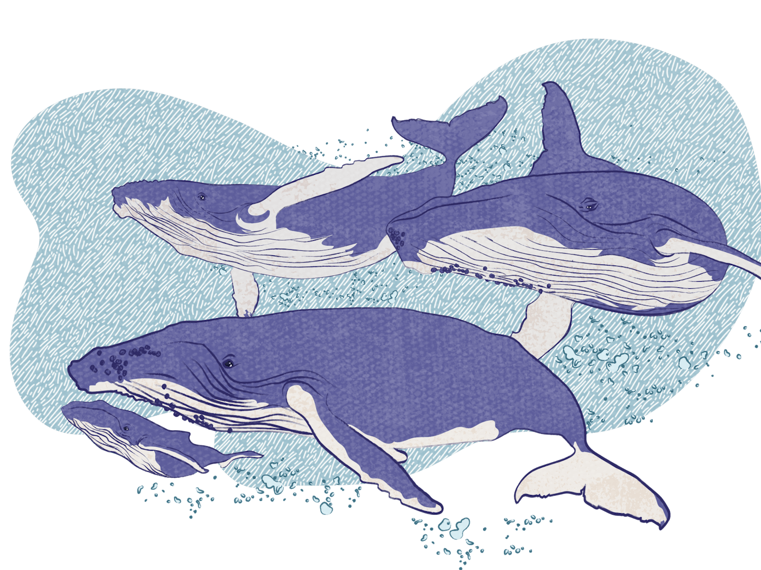 whales.png