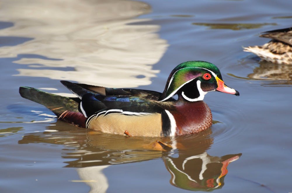 Wood Duck.jpg