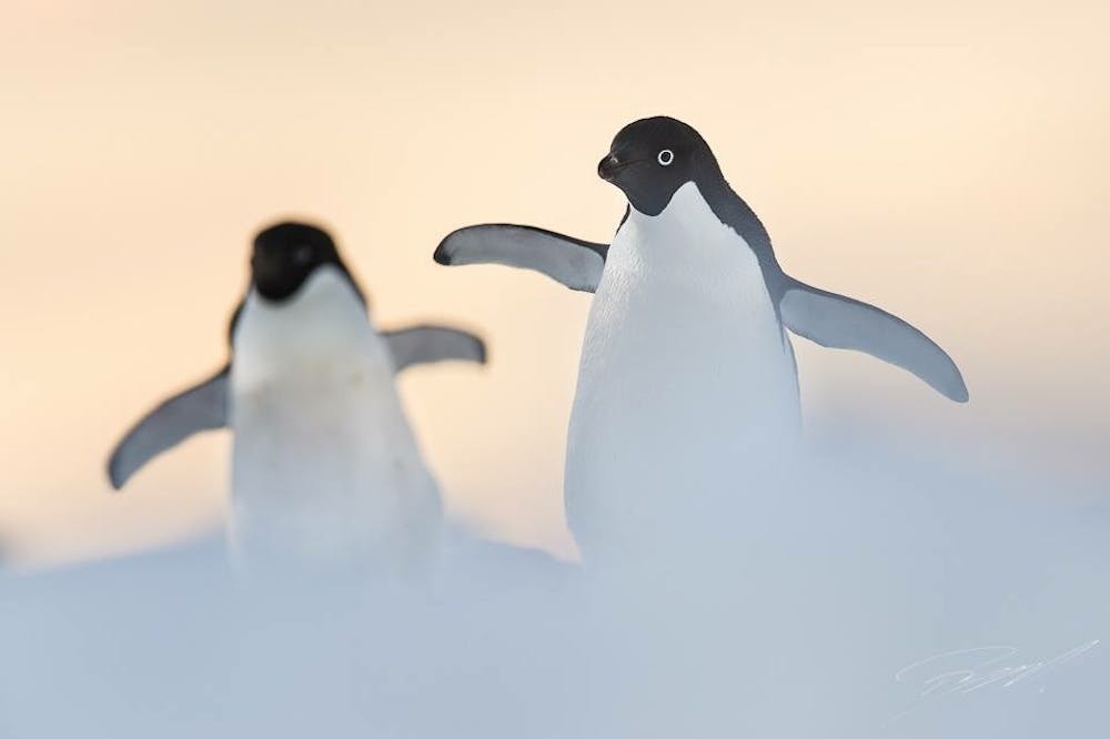 Adele Penguins.jpg