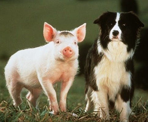 No need to whine about the swine