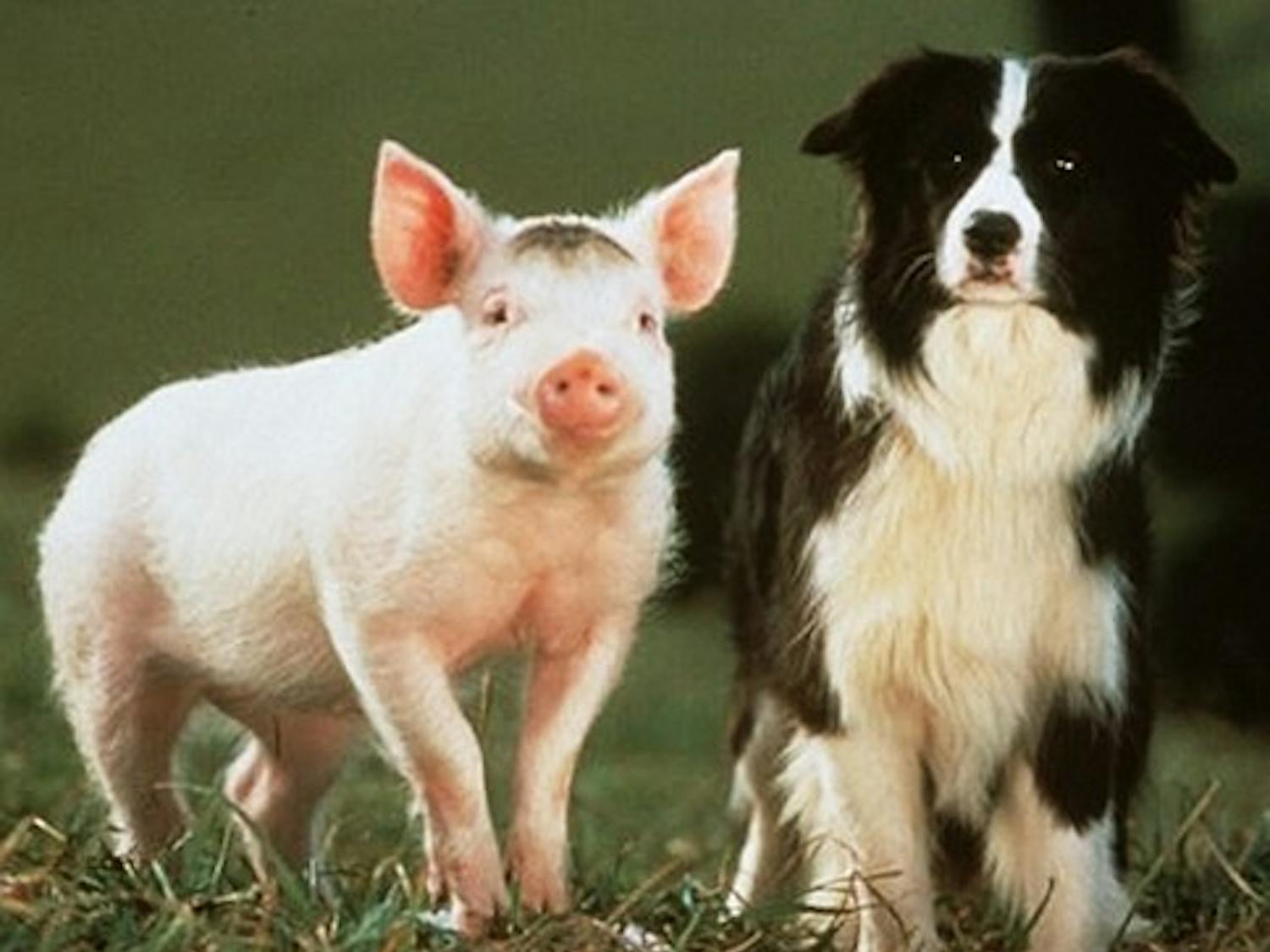 No need to whine about the swine