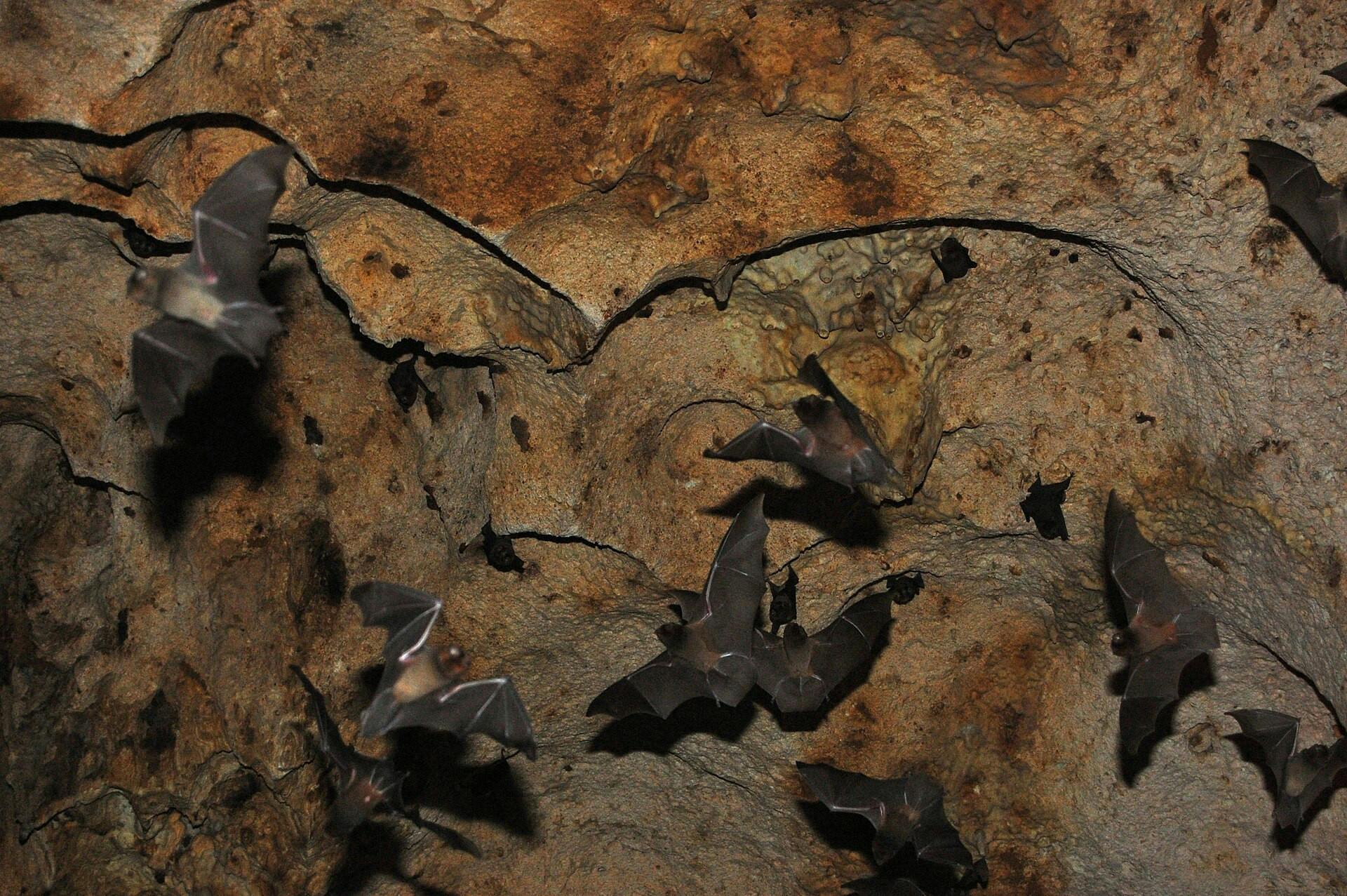 Bats_in_Midair_Aruba.jpg