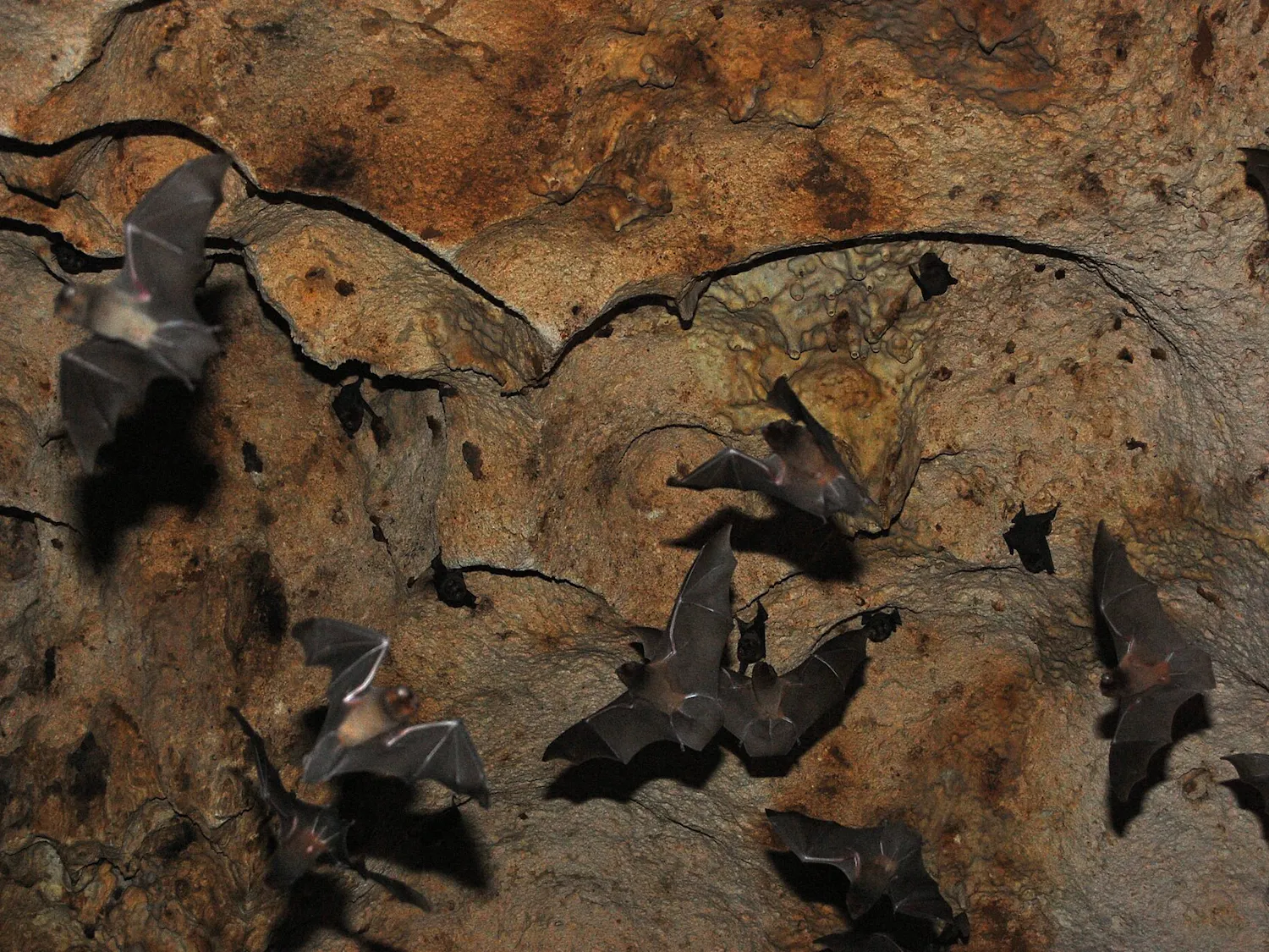 Bats_in_Midair_Aruba.jpg