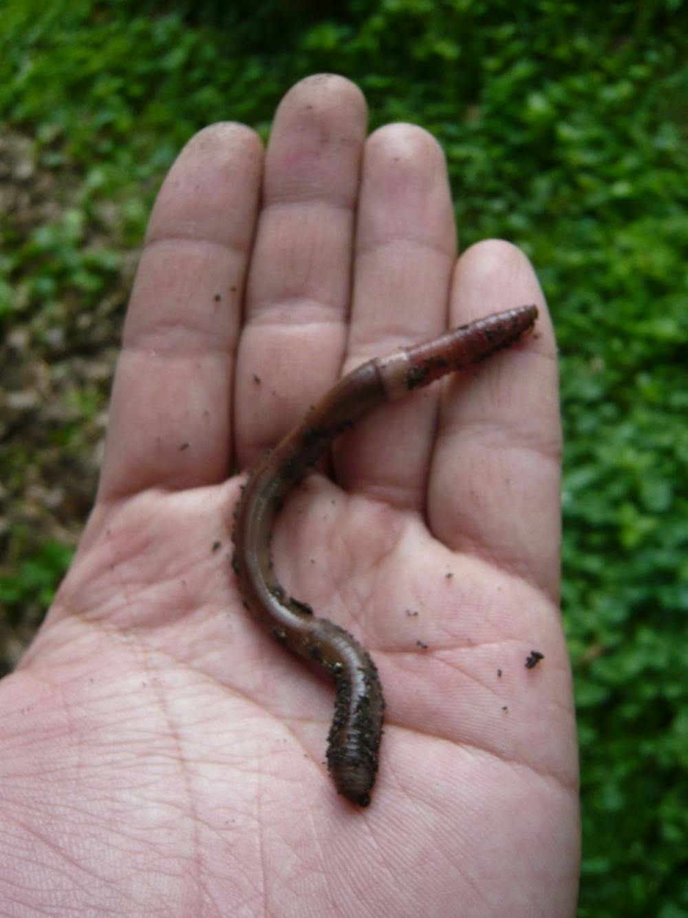 Asian jumping worms wiggle uniquely compared to other earthworms when touched or disturbed.&nbsp;