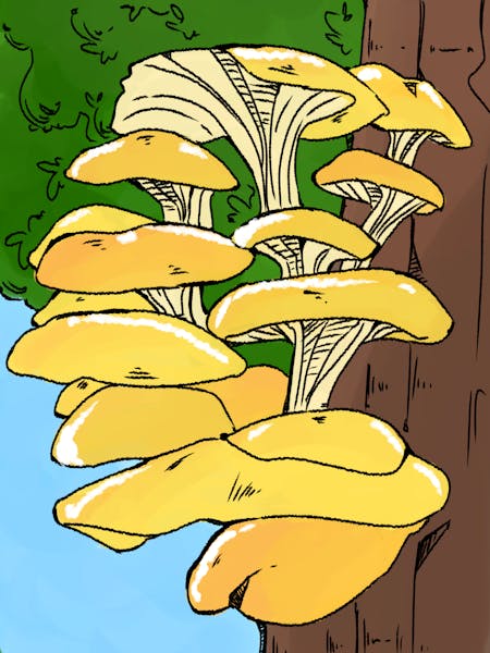 UW researcher gets to the root of the golden mushroom colonizing Wisconsin’s forests