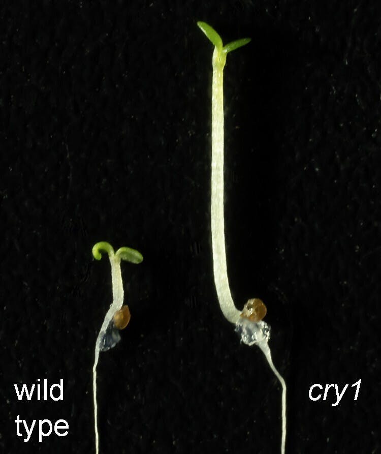 Arabidopsis comparison.jpg