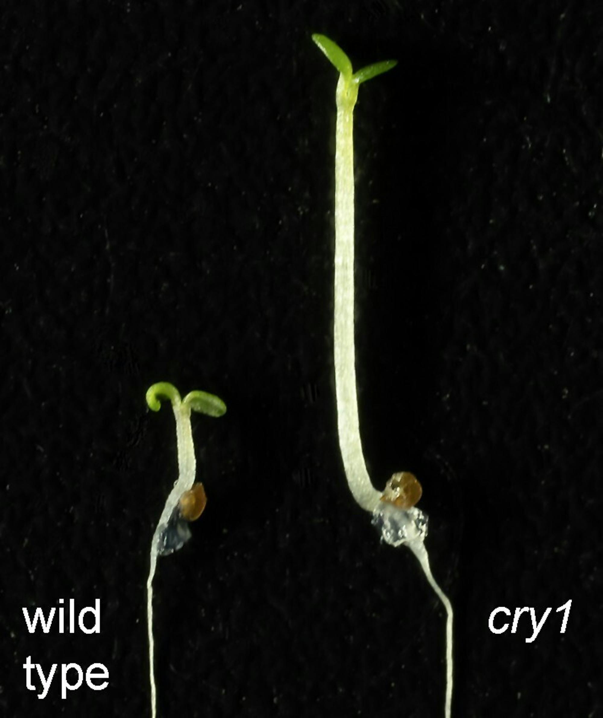 Arabidopsis comparison.jpg