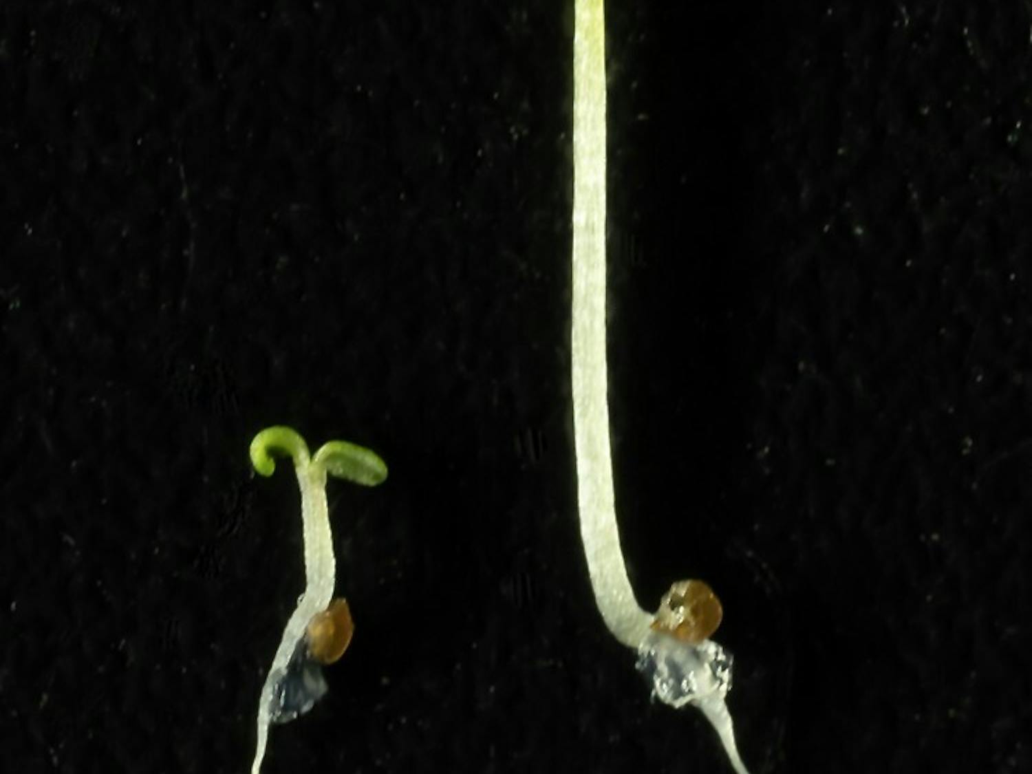 Arabidopsis comparison.jpg
